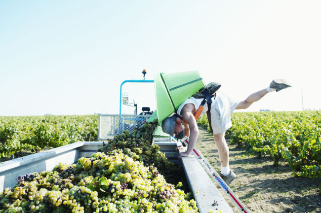 Muscadet organic producers